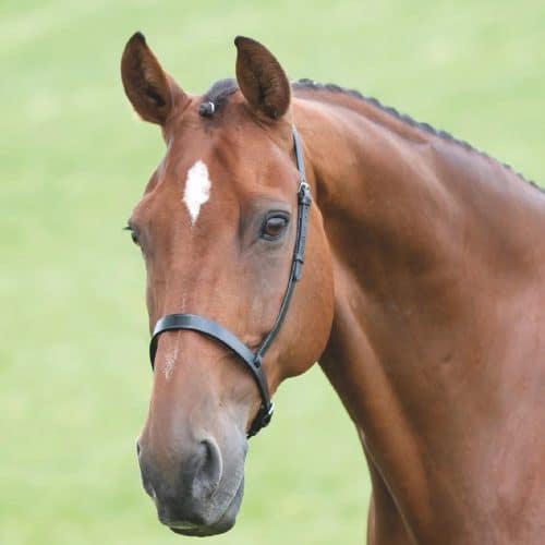 Velociti Gara Cavesson Noseband