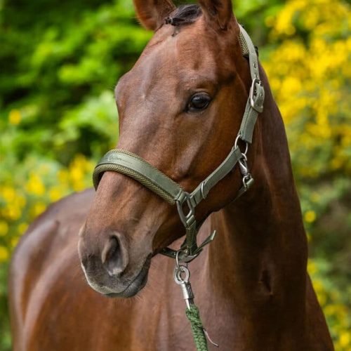 Covalliero Head Collar