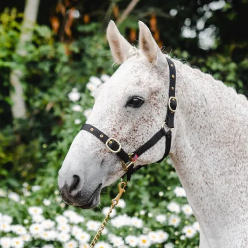 Equisential Nylon Headcollar